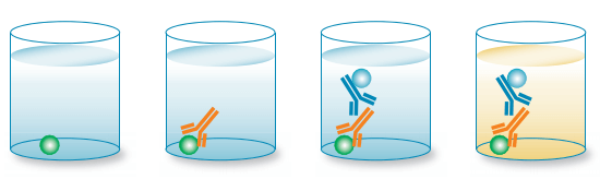 簡介ELISA測定抗體效價(jià)實(shí)驗(yàn)流程