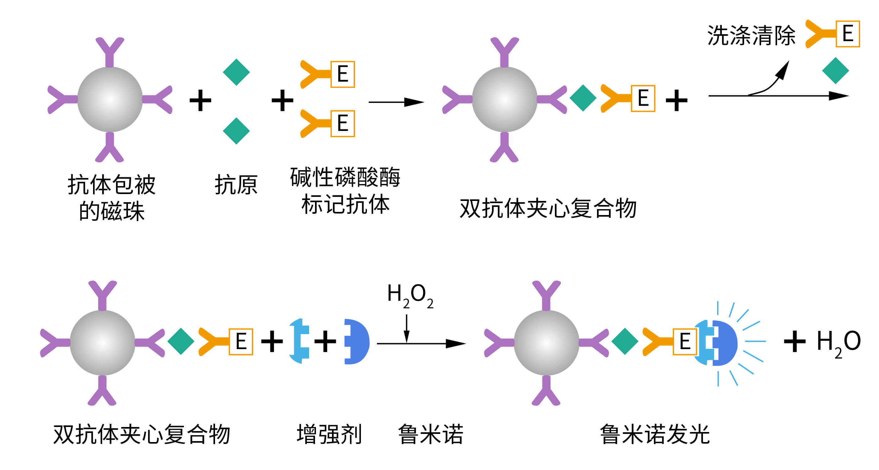 魯米諾+HRP發(fā)光體系