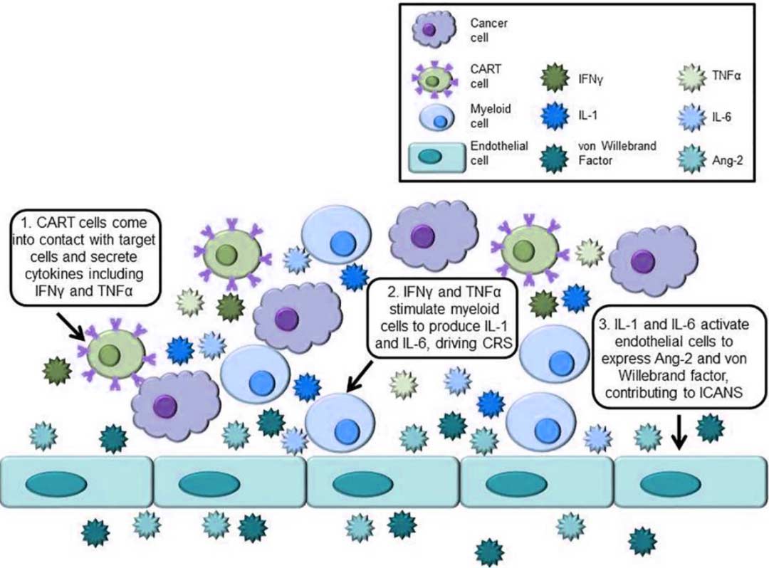 CRS和ICANS中涉及的關(guān)鍵細(xì)胞和細(xì)胞因子