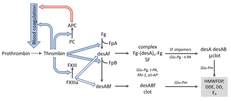凝血激活、纖溶及蛋白C系統(tǒng)中的分子相互作用