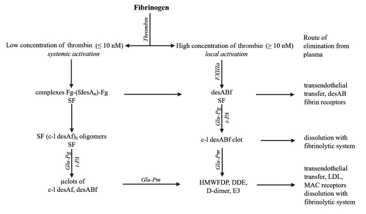 SF、凝塊和聚合纖維片段的形成、溶解及去除方式
