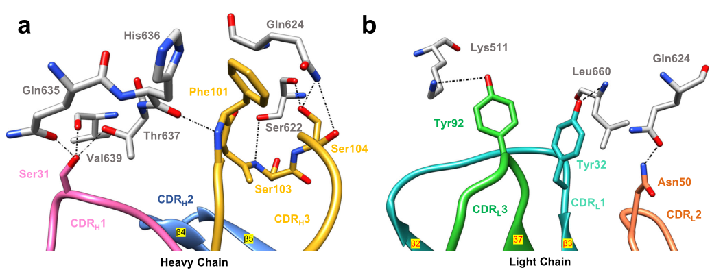 hCEACAM5A3-B3與tusa Fab相互作用的關(guān)鍵表位