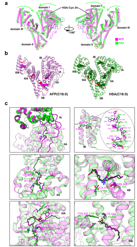 AFP和HSA的整體結(jié)構(gòu)和脂肪酸結(jié)合袋比較